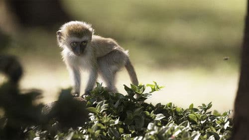 Vieillir dans la nature Bild 2