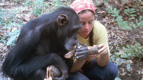 Lucy the Human Chimp Bild 6