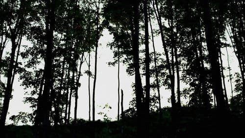 Alien Implant Bild 5