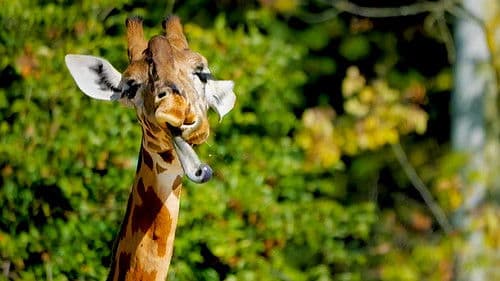 Wenn Tiere es aus Spaß an der Freude tun Bild 3