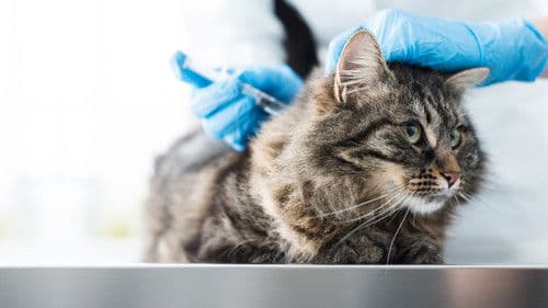 Tier Notaufnahme Bild 1