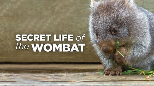 Secret Life of the Wombat Bild 1