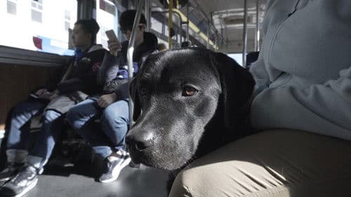 Vom Welpen zum Blindenhund Bild 1