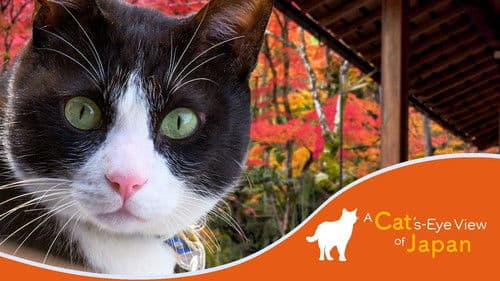 A Cat's-Eye View of Japan Bild 1