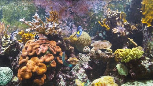 BluScenes: Coral Reef Aquarium Bild 2