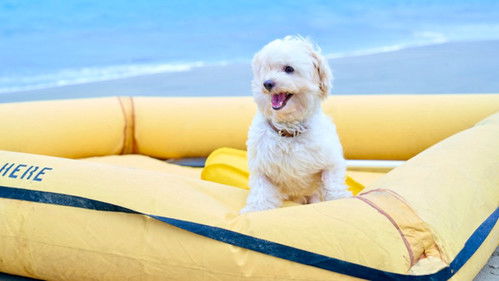 Lost in Paradise Bild 2