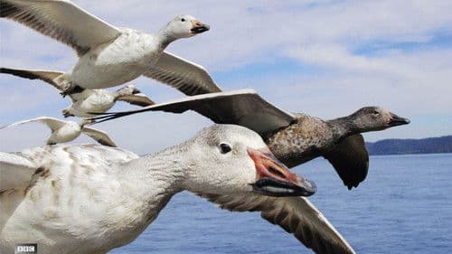 Die fantastische Reise der Vögel Bild 1