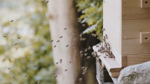 BE WILD - DIE NORMALITÄT IST RADIKAL Bild 2