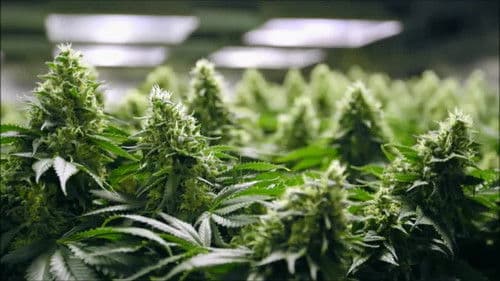 Rolling Papers Bild 1