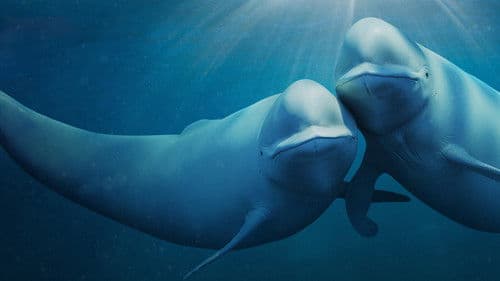 Unsere Ozeane Bild 2