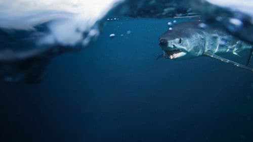 Hai vs. Thunfisch Bild 5