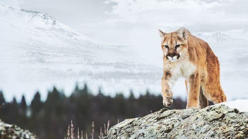 America the Wild with Casey Anderson Bild 4