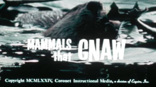 Mammals That Gnaw Bild 1
