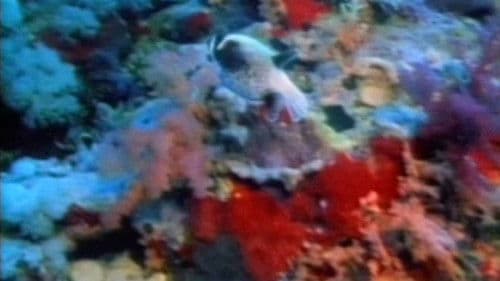 The Living Sea Bild 1