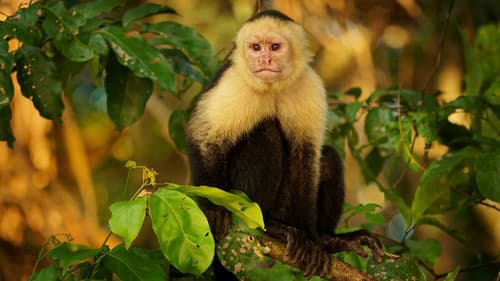 Nicobar Islands: A Monkey's Long Tale Bild 1