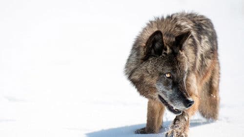 Wildnis Yellowstone - Im Wechsel der Extreme Bild 5