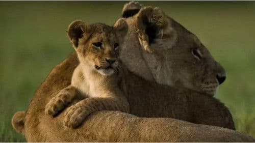 The Last Lions Bild 4