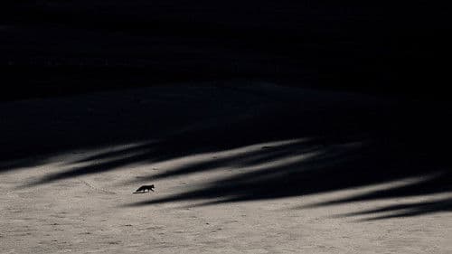 Das Flüstern der Wälder Bild 8