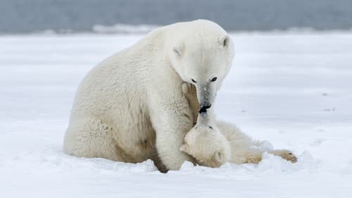 Polar Bear Week with Nigel Marven Bild 1