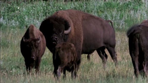 The Great Buffalo Saga Bild 1