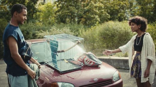 Paradiesvogel Bild 1