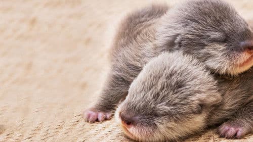 Baby Animal Cam Bild 2