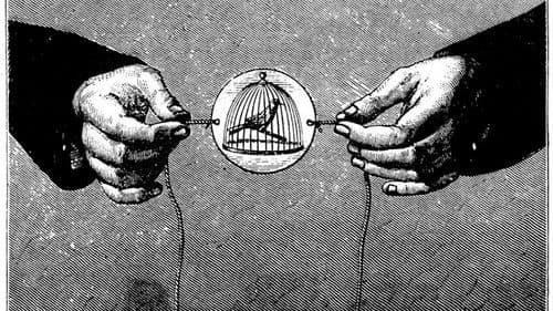 Langue des oiseaux Bild 4