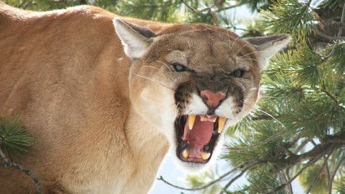 American Cougar Bild 1