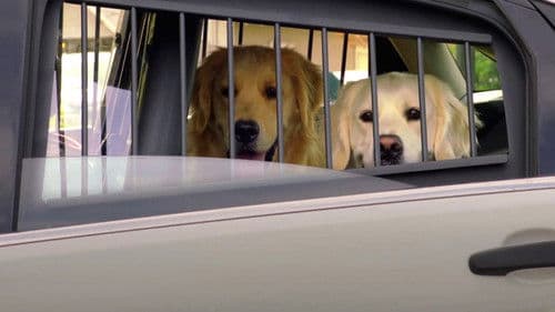 Adventures of Bailey: Christmas Hero Bild 3