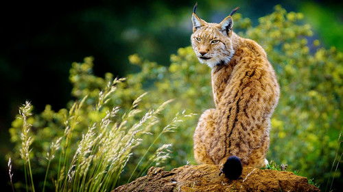 Wildes Baltikum Bild 1