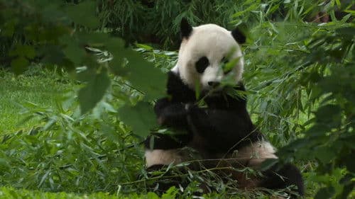 Super Cute Animals Bild 3