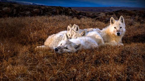 Königreich des Polarwolfs Bild 4