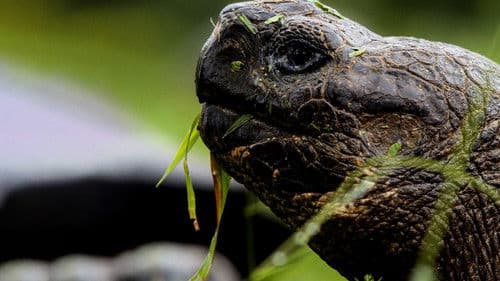 Pristine Seas Project: Zum Schutz der Meere Bild 5