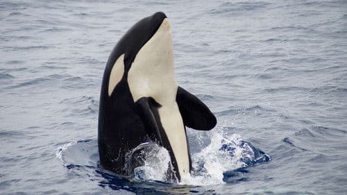 The Search for the Ocean's Super Predator Bild 4