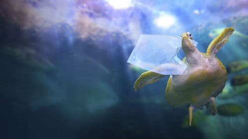 Ein Meer aus Plastik Bild 1