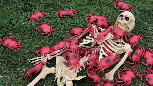 Cocaine Crabs From Outer Space Bild 2