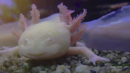 Relaxing Old Footage With Joe Pera Bild 8