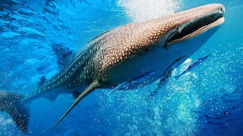 Big Mouth - My Pet Whale Shark Bild 1