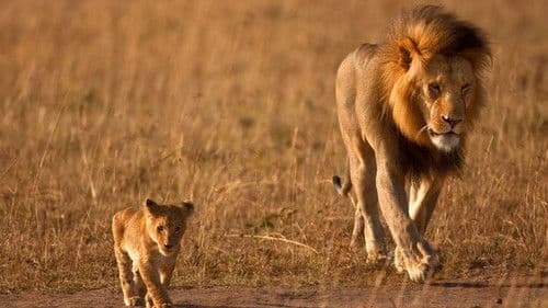 Afrikas Jäger Bild 4