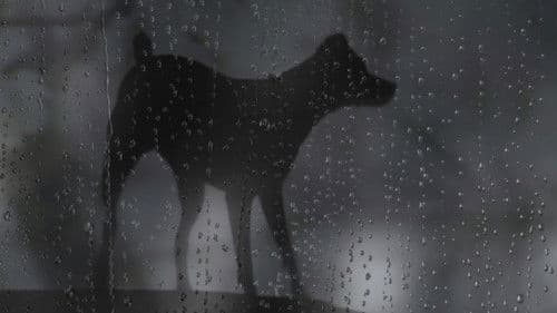 Heart of a Dog Bild 4