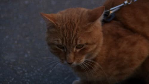 Harry und Tonto Bild 5