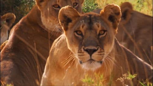 Das perfekte Löwen-Rudel Bild 4