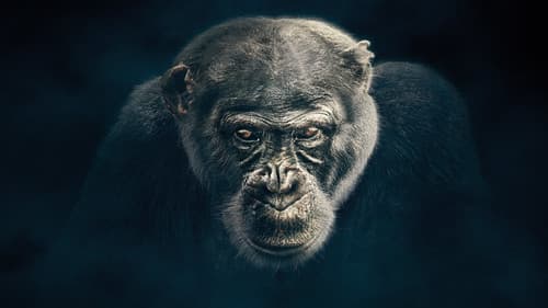 Wilde Dynastien: Die Clans der Tiere Bild 3