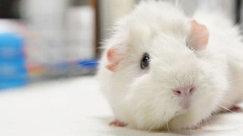 Dr. T, Lone Star Vet Bild 4