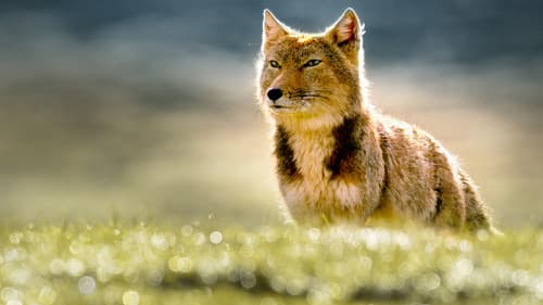 The Hidden Kingdoms of China Bild 3