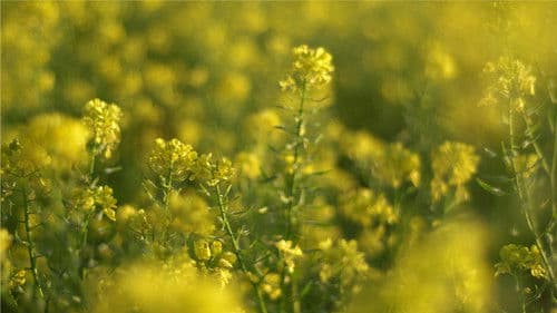 The Harmony Files Bild 2