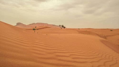 Dubaj, az olajban született oázis Bild 2