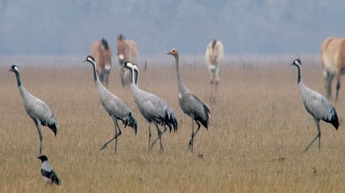 Vadlovak - Hortobágyi mese Bild 3