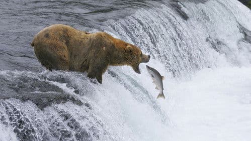 America's Musical Journey Bild 6