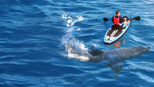 When Sharks Attack... and Why Bild 6